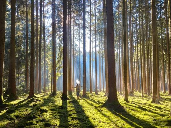 IMAGO Creative: Jahreszeit Frühling, Frühlingsanfang am 20. März News Bilder des Tages A woman is walking through the forest in autumn, forest bathing, or shinrin-yoku on November 13, 2022 in Pfaffenhofen a.d.Ilm, Bavaria, Germany. Forest bath has the power to counter illnesses including cancer, strokes, gastric ulcers, depression. The term emerged in Japan in the 1980s as a physiological and psychological exercise called shinrin-yoku forest bathing or taking in the forest.