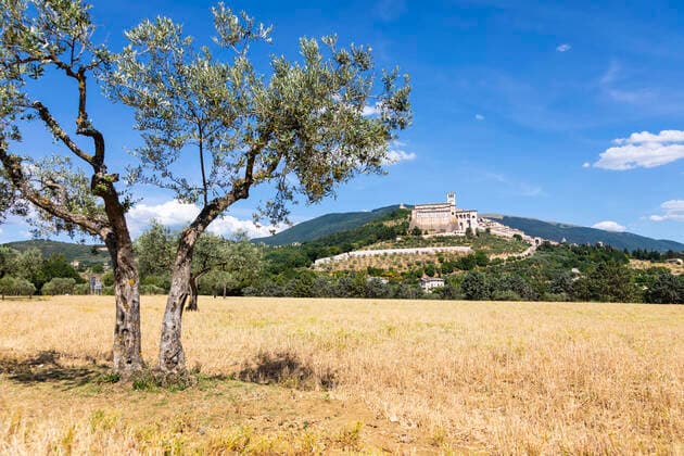Olive trees in Assisi village in Umbria region, Italy. The town is famous for the most important Italian Basilica dedicated to St. Francis - San Francesco. Olive trees in Assisi village in Umbria region, Italy. The town is famous for the most important Italian St. Francis Basilica (Basilica di San Francesco) Copyright: xZoonar.com PaoloxGallox 17451941