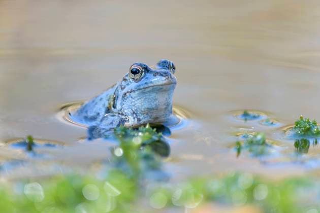 Maennlicher Moorfrosch, Rana arvalis, Male Moor Frog Maennlicher Moorfrosch, Rana arvalis, Male Moor Frog Copyright: xZoonar.com CHRISTOPHBOSCH@GMX.DEx 18222388