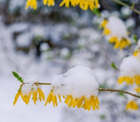 Snow and ice covered forsythia blossoms Snow and ice covered blossoms of a forsythia bush Copyright: xZoonar.com manfredxyx 18585780