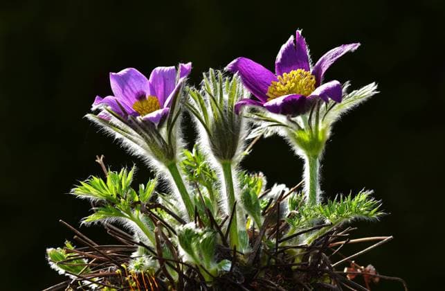 Kuechenschelle; Gemeine Kuechenschelle; Pulsatilla vulgaris; common pasque flower; Kuechenschelle; Gemeine Kuechenschelle; Pulsatilla vulgaris; common pasque flower; Copyright: xZoonar.com JürgenxVogtx 18593599
