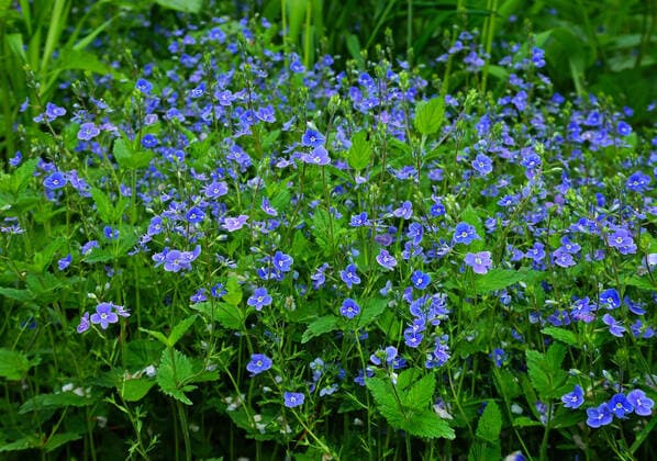 Gamander-Ehrenpreis; Veronica chamaedrys, Männertreu, Frauenbiss, Katzenäuglein; Wildes Vergissmeinnicht; bird s-eye speedwell; germander speedwell Gamander-Ehrenpreis; Veronica chamaedrys, bird s-eye speedwell; germander speedwell, Männertreu, Frauenbiss, Katzenäuglein; Wildes Vergissmeinnicht; Copyright: xZoonar.com JürgenxVogtx 18736059