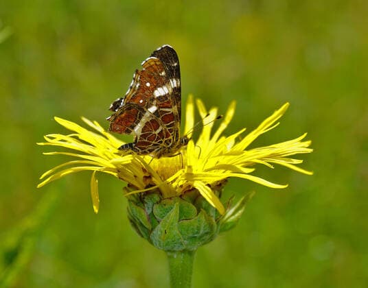 Landkärtchenfalter; Araschnia levana; map butterfly Landkärtchenfalter; Araschnia levana; map butterfly; Copyright: xZoonar.com JürgenxVogtx 18880865
