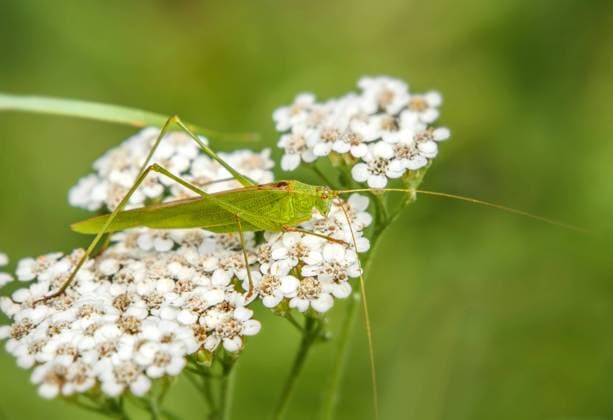 Gemeine Sichelschrecke Phaneroptera falcata Gemeine Sichelschrecke Phaneroptera falcata auf Gemeiner Schafgarbe Achillea millefolium Copyright: xZoonar.com Falkex 19078773