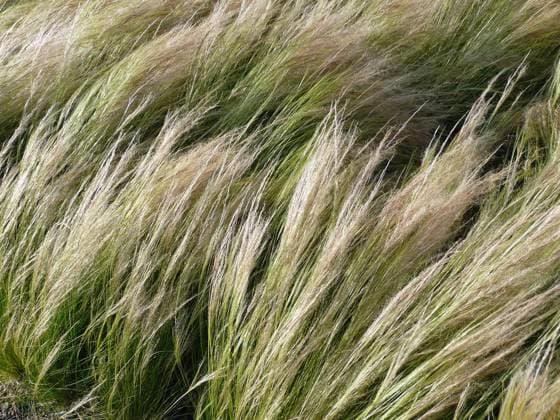 Fiedergras, Nassella tenuissima Das Fiedergras (Nassella tenuissima) wird auch als Frauenhaargras bezeichnet. Es ist ursprünglich in den südamerikanischen Anden beheimatet. Das Gras wird in Deutschland als Schmuckgras angepflanzt, das schon beim leisesten Windhauch filigrane Muster bildet. - The Feather Grass or Needle Grass (Nassella tenuissima) is originally located in the South American Andes. The grass is planted as a decorative grass in Europe. It forms already at the slightest breath of wind filigree pattern. Copyright: xZoonar.com KonradxWeißx 4500908