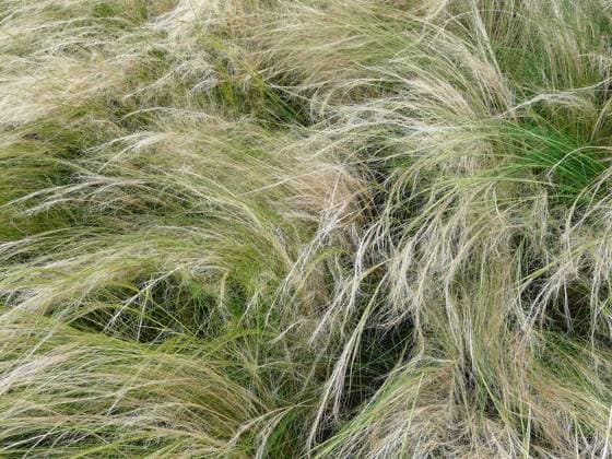 Fiedergras, Nassella tenuissima Das Fiedergras (Nassella tenuissima) wird auch als Frauenhaargras bezeichnet. Es ist ursprünglich in den südamerikanischen Anden beheimatet. Das Gras wird in Deutschland als Schmuckgras angepflanzt, das schon beim leisesten Windhauch filigrane Muster bildet. - The Feather Grass or Needle Grass (Nassella tenuissima) is originally located in the South American Andes. The grass is planted as a decorative grass in Europe. It forms already at the slightest breath of wind filigree pattern. Copyright: xZoonar.com KonradxWeißx 4500909