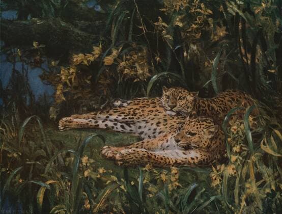 RECORD DATE NOT STATED Indian Leopards , late 19th-early 20th century, (c1930). Creator: John MacAllan Swan. Copyright:x4682x3550x IMAGO ,2716403 ! ACHTUNG: AUFNAHMEDATUM GESCHÄTZT!  Copyright:4682x3550x IMAGO