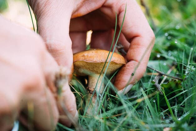 Closeup anonymous female collecting fresh granulated bolete mushroom from grassy ground on summer day in nature LuisMarioHernandez_ID2862_92430_004 Copyright: xLuisxMarioxHernandezx Model Released