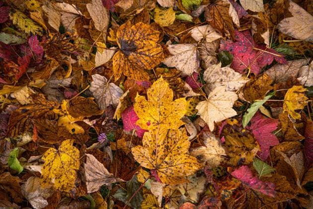 IMAGO Creative: Herbst, Laubverfärbung A heart shaped punched out leaf in the middle of colorful leaves in autumn colors right after the rain with raindrops.. A heart shaped punched out leaf in the middle of colorful leaves in autumn colors right after the rain with raindrops Copyright: xZoonar.com StephanxKellex 17724196