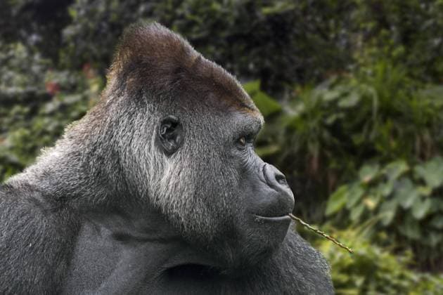 Westlicher Flachlandgorilla (Gorilla gorilla gorilla) Nahaufnahme eines männlichen Silberrückens, der an einem Zweig kaut Copyright: imageBROKER/alimdix/xArterra ibxtsm08799671.jpg