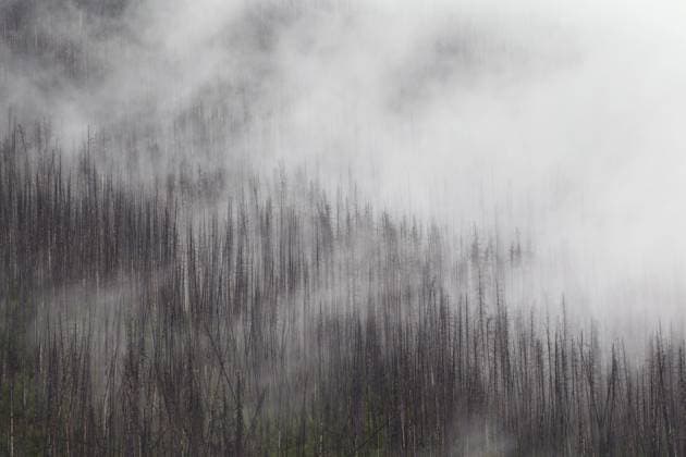 Verkohlte, durch einen Waldbrand verbrannte Lodgepole-Kiefern, Kootenay National Park, British Columbia, Kanadische Rocky Mountains, Kanada, Nordamerika Copyright: imageBROKER/alimdix/xArterra ibltsm08818472.jpg