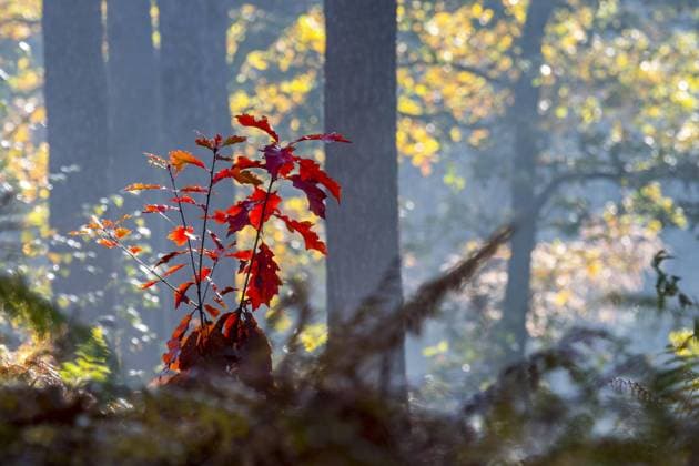 IMAGO Creative: Herbst, Laubverfärbung Nördliche Roteiche (Quercus rubra), Champion-Eiche (Quercus borealis), Setzling mit roter Herbstfärbung in einem Mischwald mit Farnkraut im Herbst *** northern Red oak Quercus Rubra , Champion Oak Quercus Borealis , Seedling with Red Autumn colouring in a Mixed forest with bracken at Autumn Copyright: imageBROKER alimdix xArterra ibltsm08818532.jpg