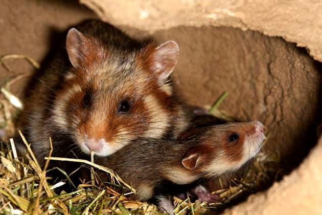 Feldhamster, Feld-Hamster, Europaeischer Hamster, Hamster (Cricetus cricetus), Weibchen mit Jungtier im Bau, Deutschland common hamster, black-bellied hamster (Cricetus cricetus), female with young animal in the den, Germany BLWS676516 *** field hamster, Field Hamster, european Hamster, Hamster Cricetus Cricetus , Female with Kitten at Building, Germany Common hamster, Black bellied Hamster Cricetus Cricetus , Female With Young Animal in The the, Germany BLWS676516 Copyright: xblickwinkel A.xHartlx