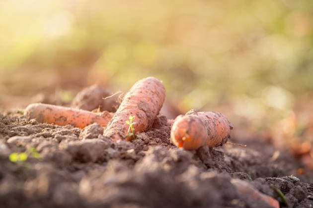 IMAGO Creative, Jahreszeit Herbst auf dem Land Carrot cultivation on an organic agriculture field. Fresh carrots and soil. Organic carrots on an agriculture field, close up Copyright: xZoonar.com PatrickxDaxenbichlerx 16742751