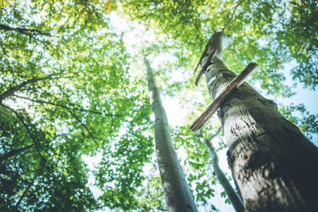 IMAGO Creative, Leben im Bamhaus Playground in the wood: wooden ladder on a tree Close up of ladder rung on a tree, outdoors in the wood Copyright: xZoonar.com PatrickxDaxenbichlerx 16747673