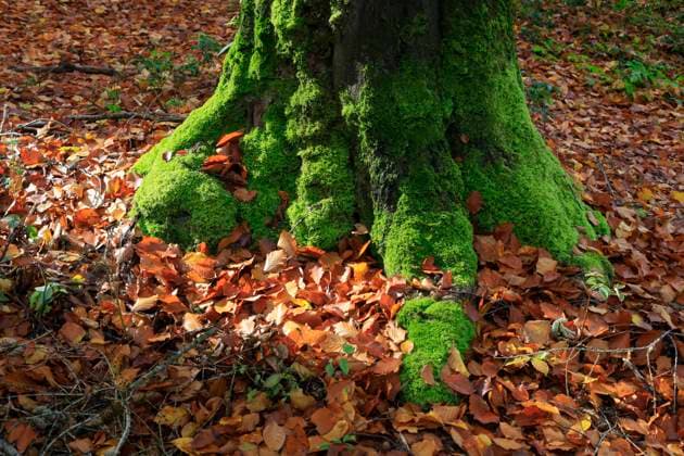 Mossy tree trunk surrounded by fallen leaves, JTF02259