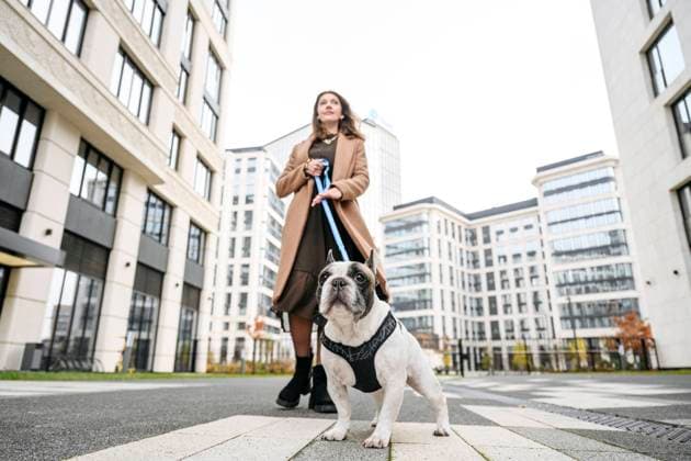 IMAGO Creative, Urban Lifestyle Woman walking with French bulldog in front of buildings model released, Symbolfoto property released, EYAF02350