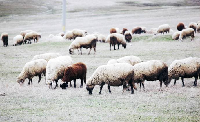 IMAGO Creative, Biodynamische Landwirtschaft RECORD DATE NOT STATED sheep - color image. , 8021028.jpg, agriculture, animal, australia, australian, countryside, curious, cute, defiant, ewe, face, farm, flock, friendly, gaze, herding, inquisitive, interest, lamb, life, look, mammal, maternal, meat, merino, mob, nature, ovine, paddock, pattern, ribs, roast, row, rural, sheep, soft, stare, stock, symmetry, vulnerable, white, wool, woolly, young, youngster,