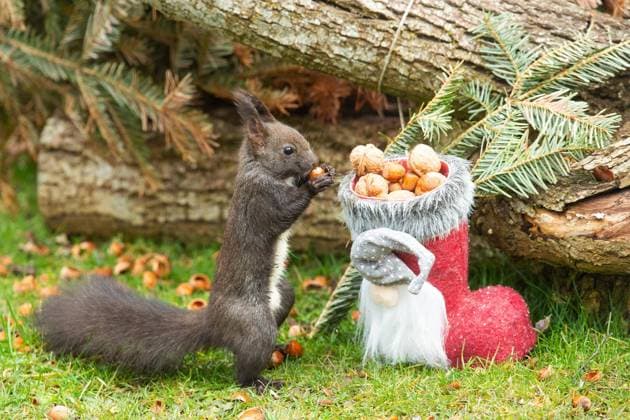 Eichhörnchen Nuss in Hände haltend neben Nikolausstiefel vor Baumstamm stehend rechts sehend *** Squirrel Nut in Hands holding next to Santa boots before Tree trunk standing right seeing Copyright: imageBROKER LudwigxWerle ibxluw08817710.jpg