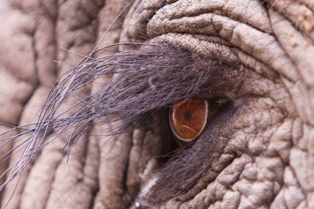 RECORD DATE NOT STATED Close up macro shot of an elephant eye , 8645706.jpg, African, Elephant, Macro, Zambia, africa, animal, big, bush, close up, conservation, ecology, endangered, eye, game, grey, herbivore, huge, ivory, large, loxodonta, luangwa, mammal, nature, pachyderm, park, reserve, safari, small, south, strong, tourism, tourist, travel, wild, wildlife,