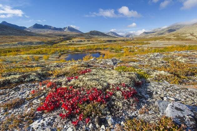 Creative Highlights World Rote Blätter der Alpenbärentraube (Arctous alpina) auf der Tundra im Herbst im Døraldalen, Rondane-Nationalpark, Innlandet, Oppland, Norwegen, Europa *** red Sheets the Alpine Bear grapes Arctous Alpina at the Tundra at Autumn at Doraldalen, Rondane national park, inland, Oppland, Norway, Europe Copyright: imageBROKER/alimdix/xArterra ibltsm08841526.jpg
