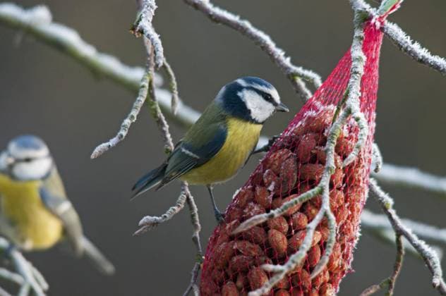 Blaumeisen (Parus caeruleus) beim Fressen von Erdnüssen im Schnee im Winter, Belgien, Europa *** Blaumeisen Parus caeruleus at Food from Peanuts at Snow at Winter, Belgium, Europe Copyright: imageBROKER alimdix xArterra ibltsm08843682.jpg