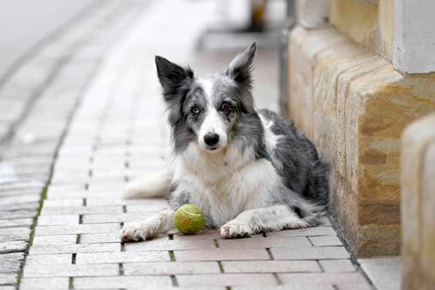 Ein Hund mit Tennisball ist zum Spielen aufgelegt. (Themenbild, Symbolbild) Bamberg, 25.11.2022 Bayern Deutschland Copyright: xDwixAnoraganingrumx