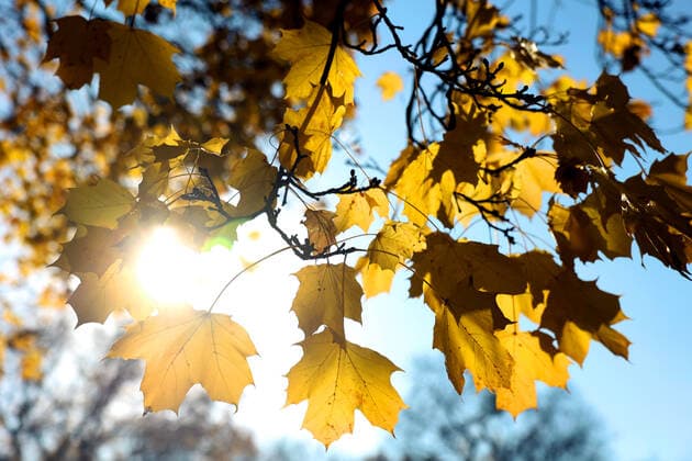 15.11.2022, Berlin - Deutschland. Goldener Herbst mit milden Temperaturen. *** 15 11 2022, Berlin Germany Golden autumn with mild temperatures