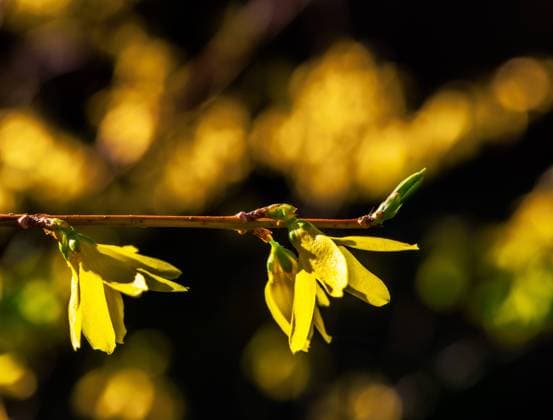 Twig with yellow Forsythia blossoms Closeup of a twig with yellow Forsythia blossoms Copyright: xZoonar.com manfredxyx 17111455