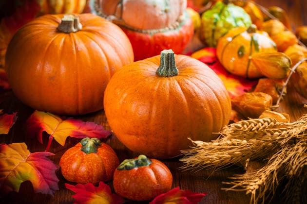 Traditional pumpkins for Thanksgiving and Halloween in autumn colors Traditional pumpkins for Thanksgiving and Halloween in autumn colors Copyright: xZoonar.com IngridxBalabanovax 6482445