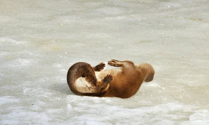 Europäischer Fischotter (Lutra lutra) bei der Fellpflege auf dem Eis eines zugefrorenen Teiches im Winter, Deutschland, Europa *** European Otters Lutra Lutra at the Coat care at the Ice one frozen Ponds at Winter, Germany, Europe Copyright: imageBROKER alimdix xArterra ibltsm08845597.jpg