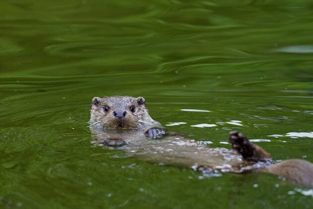Europäischer Flussotter (Lutra lutra) schwimmt auf dem Rücken im Fluss *** European River Otter Lutra Lutra swims at the Back at River Copyright: imageBROKER alimdix xArterra ibltsm08845627.jpg