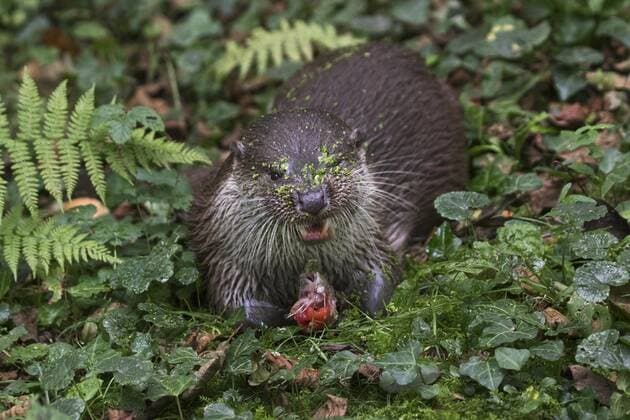 Europäischer Flussotter (Lutra lutra) frisst gefangenen Fisch im Wald *** European River Otter Lutra Lutra eats Prisoners Fish at Forest Copyright: imageBROKER alimdix xArterra ibltsm08845653.jpg