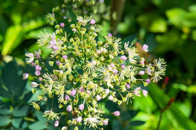 Meadow-rue, Thalictrum sp., blossoms in Pruhonice, Czech Republic on June 11, 2022. (CTKxPhoto LiborxSojka) CTKPhotoF202211270019601  F202211270019601