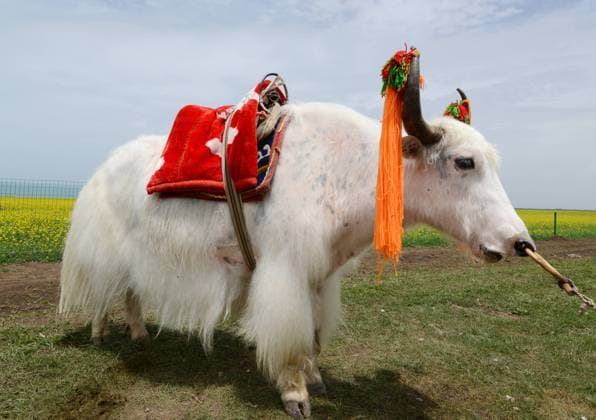 RECORD DATE NOT STATED White yak on the grassland in Tibet , 9250300.jpg, mani, om, china, decoration, oriental, travel, pray, chinese, tibet, culture, horn, worship, celebration, spirit, buddhist, spiritual, orient, tour, buddhism, asia, belief, tibetan, religious, bhutanese, object, decorate, hum, sacred, color, temple, colorful, holy, landscape, green, tourism, religion, pass, monastery, flags, mammal, animal, cow, cattle, white, yak, buddha, land, prayer, Tibet, Tibetan,