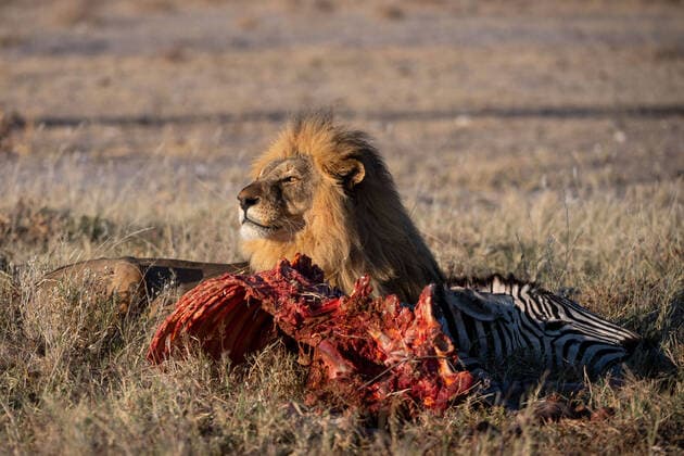 Creative Highlights World NAM, Etosha Nationalpark Namibia, 2022 Ein maennlicher Loewe (Panthera leo) frisst ein bei der Jagd erlegtes Zebra, NAM, Etosha Nationalpark Namibia, 2022 *** NAM, Etosha National Park Namibia, 2022 A male Loewe Panthera leo eats a zebra killed during hunting, NAM, Etosha National Park Namibia, 2022. Copyright: xEibner Memmlerx EP_MMR