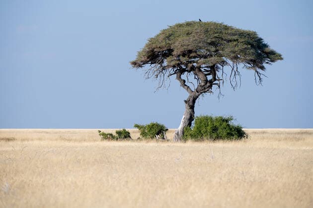 Creative Highlights World NAM, Etosha Nationalpark Namibia, 2022 Akazie (Acacieae), NAM, Etosha Nationalpark Namibia, 2022 *** NAM, Etosha National Park Namibia, 2022 Acacia Acacieae , NAM, Etosha National Park Namibia, 2022 Copyright: xEibner Memmlerx EP_MMR