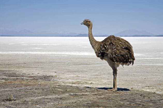 Creative Highlights World Einsamer Südamerikanischer Nandu (Rhea americana) auf der Saline Isla de los Pescadores, Salar de Uyuni, Altiplano Bolivien *** Lonely South American Nandu Rhea Americana at the Saline Isla de Los pescadores, Salar de uyuni, Altiplano Bolivia Copyright: imageBROKER/alimdix/xArterra ibltsm08846254.jpg