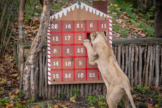 Lions, meerkats and squirrel monkeys kick off the countdown to Christmas on Wednesday morning (November 30) - opening three very different advent calendars at London Zoo. Asiatic lions Arya and Bhanu get paws-on as they follow a festive scent trail of cinnamon and nutmeg to a giant handmade calendar, while the Bolivian black-capped squirrel monkey troop test their agility as they forage amongst hanging advent pouches for their favourite treats. Elsewhere, the meerkats, Meko, Penelope, Dracula and Frank, wake up to their own unique calendar - searching behind 25 doors to find their favourite cricket snacks. ZSL Zoological Operations Manager Dan Simmonds said: It?s the season of giving and our keepers enjoyed sharing the Christmas spi Copyright: xx 52234037 EDITORIAL USE ONLY. NOT FOR USE BY NEWSPAPERS BASED IN THE UK.