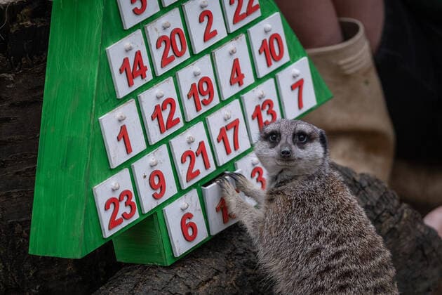 Bilder des Jahres 2022, Entertainment 11 November Lions, meerkats and squirrel monkeys kick off the countdown to Christmas on Wednesday morning (November 30) - opening three very different advent calendars at London Zoo. Asiatic lions Arya and Bhanu get paws-on as they follow a festive scent trail of cinnamon and nutmeg to a giant handmade calendar, while the Bolivian black-capped squirrel monkey troop test their agility as they forage amongst hanging advent pouches for their favourite treats. Elsewhere, the meerkats, Meko, Penelope, Dracula and Frank, wake up to their own unique calendar - searching behind 25 doors to find their favourite cricket snacks. ZSL Zoological Operations Manager Dan Simmonds said: It?s the season of giving and our keepers enjoyed sharing the Christmas spi Copyright: xx 52234040 EDITORIAL USE ONLY. NOT FOR USE BY NEWSPAPERS BASED IN THE UK.