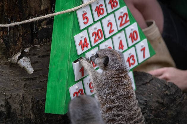 Lions, meerkats and squirrel monkeys kick off the countdown to Christmas on Wednesday morning (November 30) - opening three very different advent calendars at London Zoo. Asiatic lions Arya and Bhanu get paws-on as they follow a festive scent trail of cinnamon and nutmeg to a giant handmade calendar, while the Bolivian black-capped squirrel monkey troop test their agility as they forage amongst hanging advent pouches for their favourite treats. Elsewhere, the meerkats, Meko, Penelope, Dracula and Frank, wake up to their own unique calendar - searching behind 25 doors to find their favourite cricket snacks. ZSL Zoological Operations Manager Dan Simmonds said: It?s the season of giving and our keepers enjoyed sharing the Christmas spi Copyright: xx 52234041 EDITORIAL USE ONLY. NOT FOR USE BY NEWSPAPERS BASED IN THE UK.
