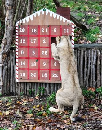 November 30, 2022, London, United Kingdom: A lion seen enjoying advent calendar themed enrichment items as part of ZSL London Zoo s Christmas photocall. London United Kingdom - ZUMAs197 20221130_zaa_s197_386 Copyright: xBrettxCovex