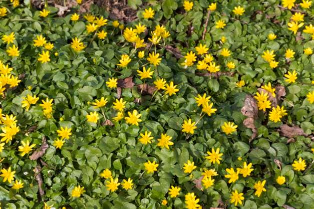 Scharbockskraut, Scharbocks-Kraut (Ranunculus ficaria, Ficaria verna), bluehend, Deutschland lesser celandine, fig-root butter-cup (Ranunculus ficaria, Ficaria verna), blooming, Germany BLWS676954 *** lesser celandine, Scharbocks Herb Ranunculus ficaria, ficaria Verna , blooming, Germany Lesser celandine, Fig Root Butter Cup Ranunculus ficaria, ficaria Verna , blooming, Germany BLWS676954 Copyright: xblickwinkel F.xHeckerx