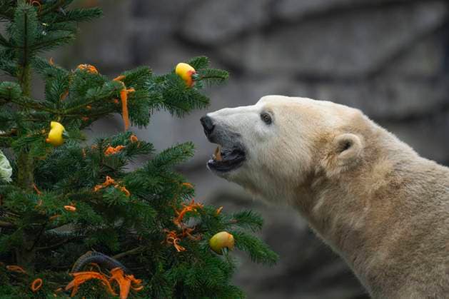 Entertainment Themen der Woche KW48 Entertainment Bilder des Tages 4. Geburtstag feierte die Eisbärin Hertha am 1. 12.2022 im Tierpark Berlin-Friedrichsfelde. Die Tierpfleger des Tierparks und der Patenverein Hertha BSC Berlin überraschten die Bärin mit Weihnachtsbäumen, die mit Leckereien geschmückt waren. *** 4 Birthday celebrated the polar bear Hertha on 1 12 2022 in the zoo Berlin Friedrichsfelde The keepers of the zoo and the sponsoring club Hertha BSC Berlin surprised the bear with Christmas trees decorated with goodies