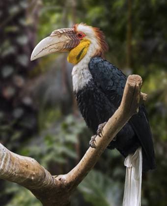  Kranzhornvogel (Rhyticeros undulatus), Stangenkranzhornvogel, Männchen auf einem Baum sitzend, Vorkommen in Indien, Bhutan und Indonesien *** hornbill Rhyticeros undulatus , barred hornbill, Male at a Tree sitting, Occurrence in India, Bhutan and Indonesia Copyright: imageBROKER/alimdix/xArterra ibltsm08854433.jpg