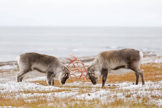 News Themen der Woche KW48 News Bilder des Tages Creative Highlights World Zwei männliche Spitzbergen-Ren (Rangifer tarandus platyrhynchus), Bullen, die auf der Tundra im Herbst mit ihren Geweihen kämpfen, Herbst, Svalbard, Norwegen, Europa *** Two male Svalbard Ren Rangifer tarandus platyrhynchus , Cops, the at the Tundra at Autumn with their Antlers battle, Autumn, Svalbard, Norway, Europe Copyright: imageBROKER alimdix xArterra ibltsm08854516.jpg