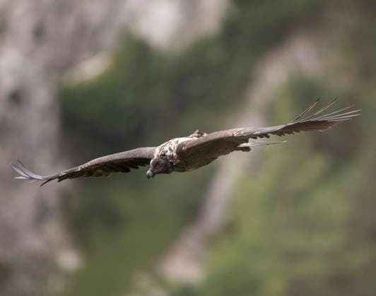  Juveniler Bartgeier (Gypaetus barbatus), Berchtesgaden, Bayern, Deutschland, Europa *** Juveniles Bearded Vulture Gypaetus barbatus , Berchtesgarden, Bavaria, Germany, Europe Copyright: imageBROKER/christianxzappel ibxcza08854287.jpg
