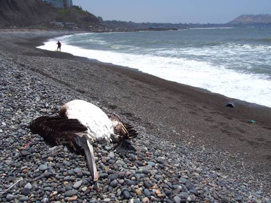 News Themen der Woche KW48 News Bilder des Tages December 4, 2022, Lima, Lima, Peru: Pelican carcasses washed up on the beaches of Lima, supposedly killed by an outbreak of H5N1 bird flu. At least 13,000 birds have died so far last week along the Pacific coast of Peru according to The National Forest and Wildlife Service. Lima Peru - ZUMAg240 20221204_zip_g240_007 Copyright: xCarlosxGarciaxGranthonx