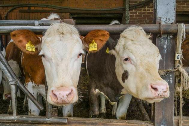 Hausrinder, Kühe im Stall, Niedersachsen, Deutschland *** Domestic cattle, cows in barn, Lower Saxony, Germany