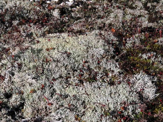 Falsche Rentierflechte, Gesprenkelte Becherflechte, Gefleckte Strauchflechte (Cladonia rangiformis), Bestand, Flechte des Jahres 2023, Deutschland, NRW lichen (Cladonia rangiformis), group, Germany, North Rhine-Westphalia BLWS677052 *** wrong reindeer moss, Gesprenkelte cup lichen, Gefleckte Strauchflechte Cladonia rankiformis , Duration, Lichen of Year 2023, Germany, NRW Lichen Cladonia rankiformis , group, Germany, North Rhine Westphalia BLWS677052 Copyright: xblickwinkel A.xJagelx